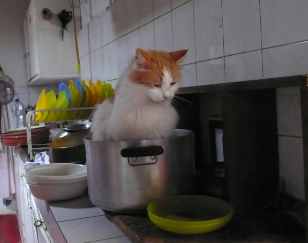 Les chats AIMENT cette casserole.